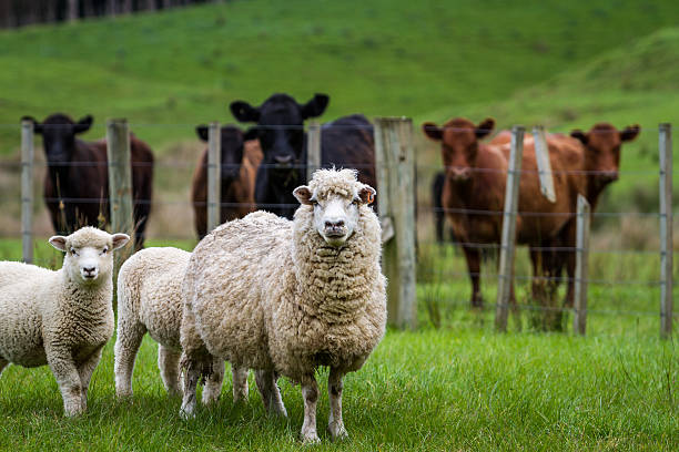 Picture for category Other Livestock Products 